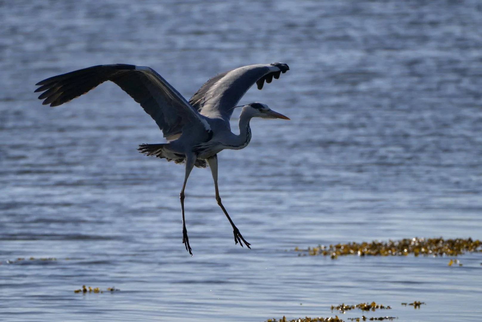 Landender Graureiher über dem flachen Küstenwasser
